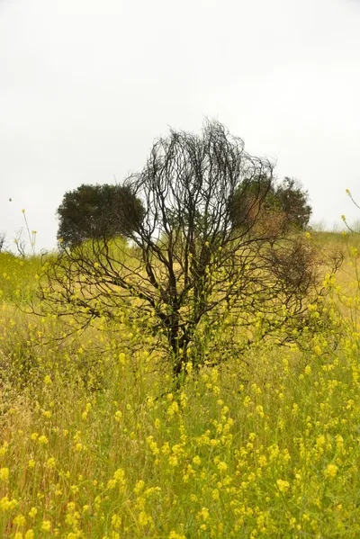 DSC_6496 (Large).JPG